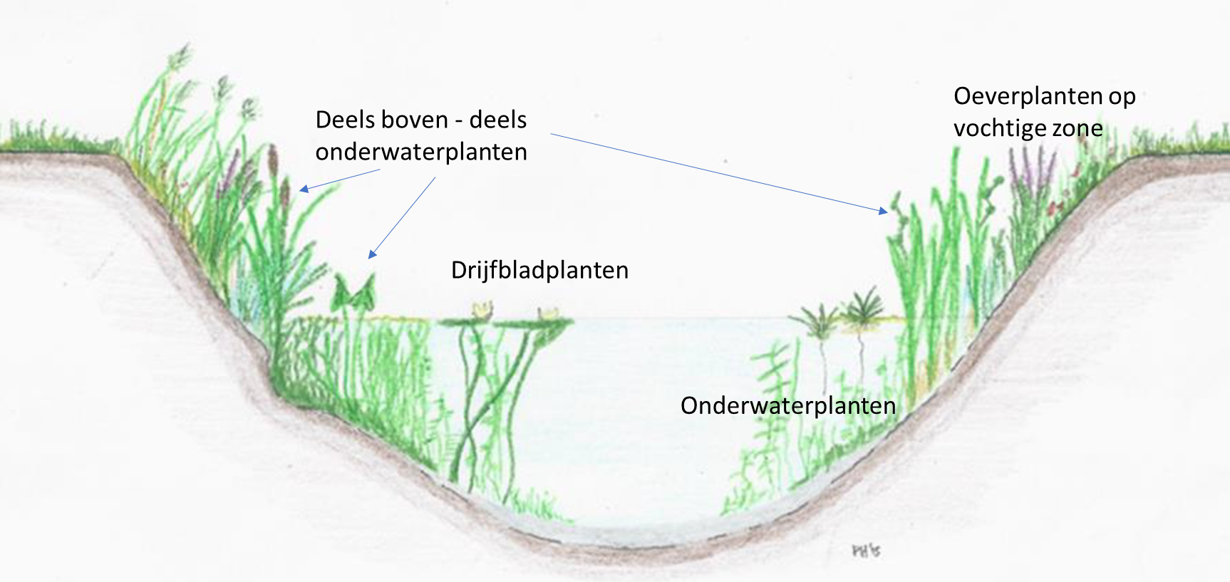 Schematische weergave verschillende groeivormen van waterplanten.